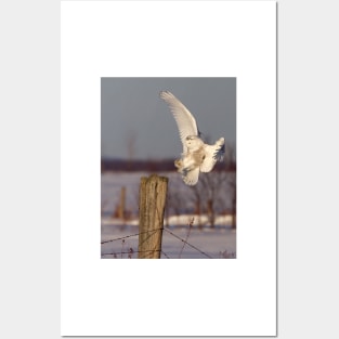 Snowy Owl on post Posters and Art